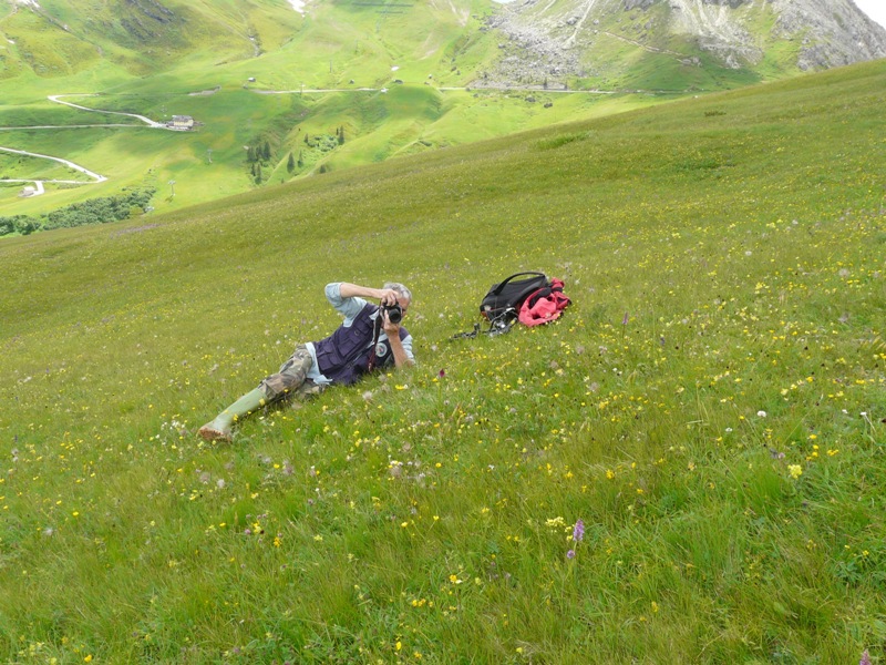 Nigritella, Dactylorhiza perverseemaltempo! Dolomiti luglio 2014.